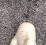 萝卜视频(脖起来才有劲)