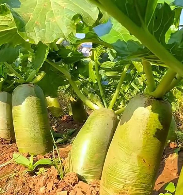 萝卜视频(脖起来才有劲)