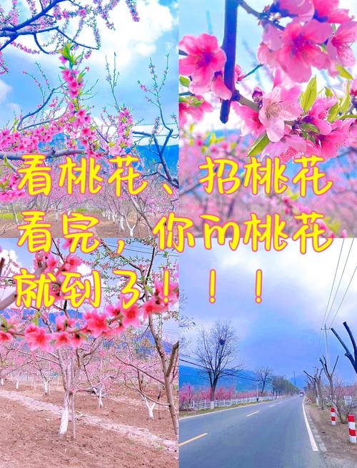 一个人看桃花APP