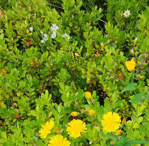 野花社区视频手机版