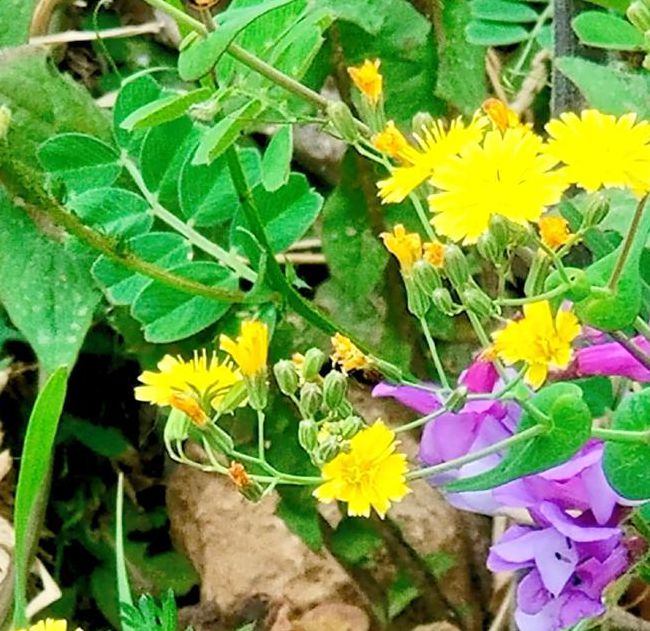 野花社区视频手机版