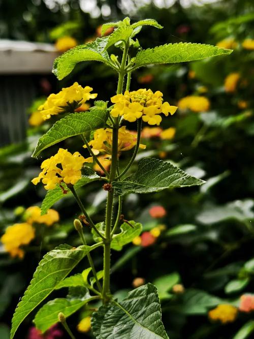 野花社区视频手机版