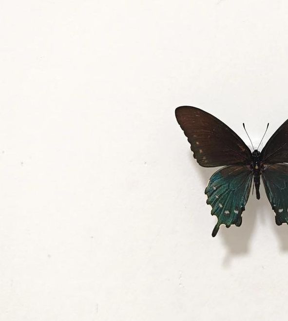 凤蝶直播在线观看