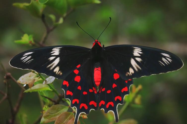 凤蝶直播在线观看