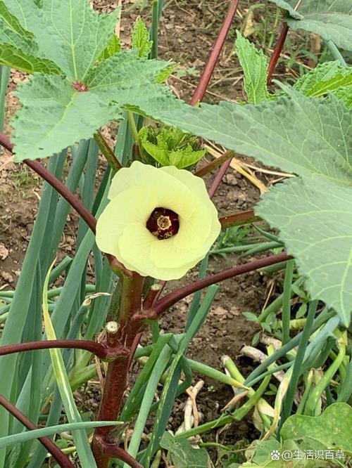 秋葵男的加油站女人的美容院