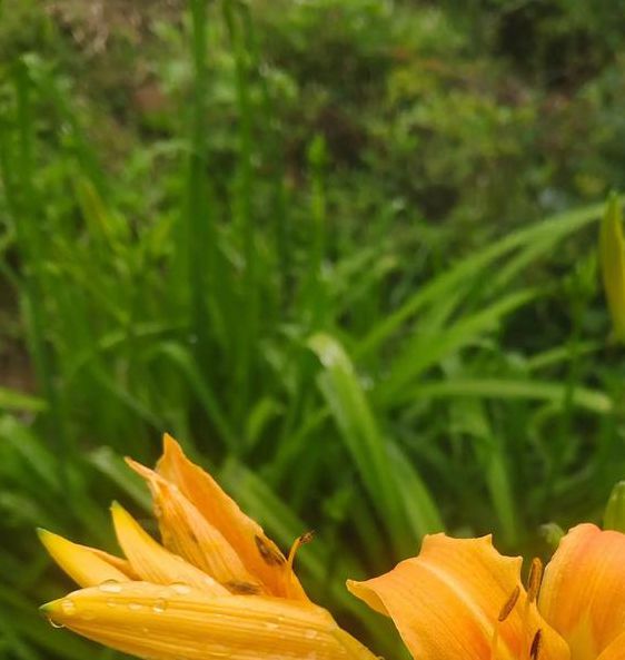 忘忧草正版v3.9.3