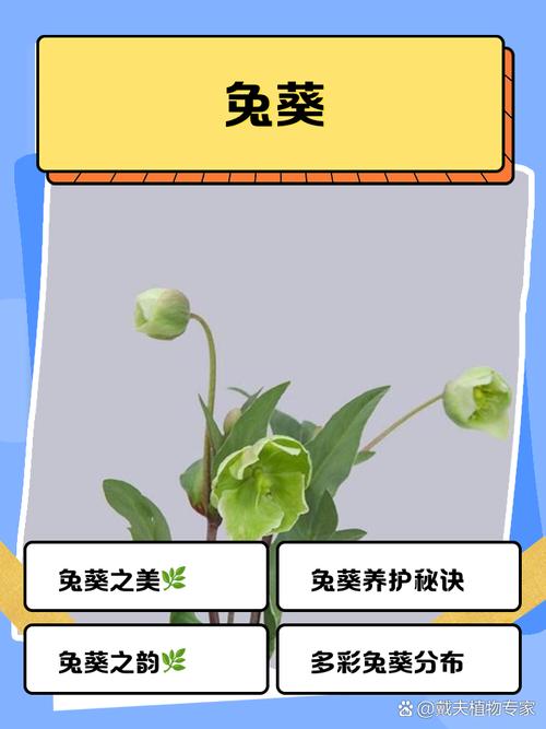 兔子视频葵花宝典app