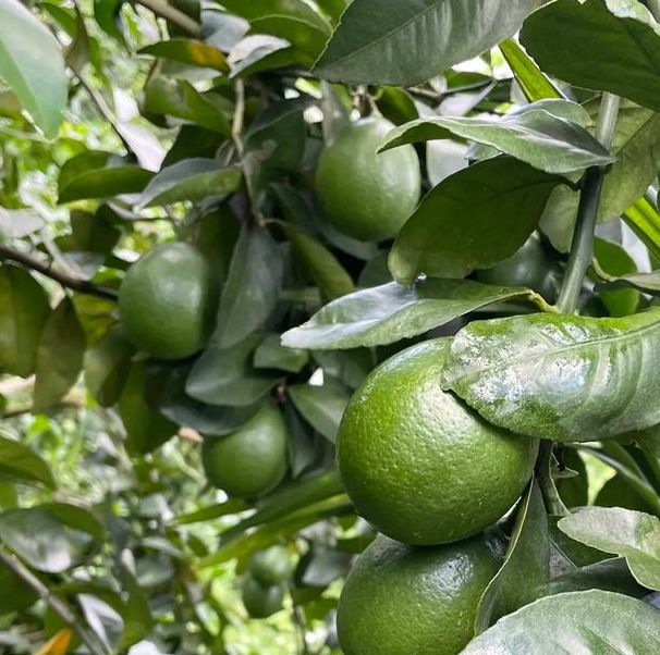 青柠视频完整版