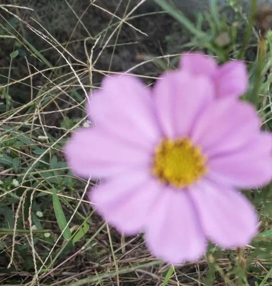 野花视频1.0.6安卓版