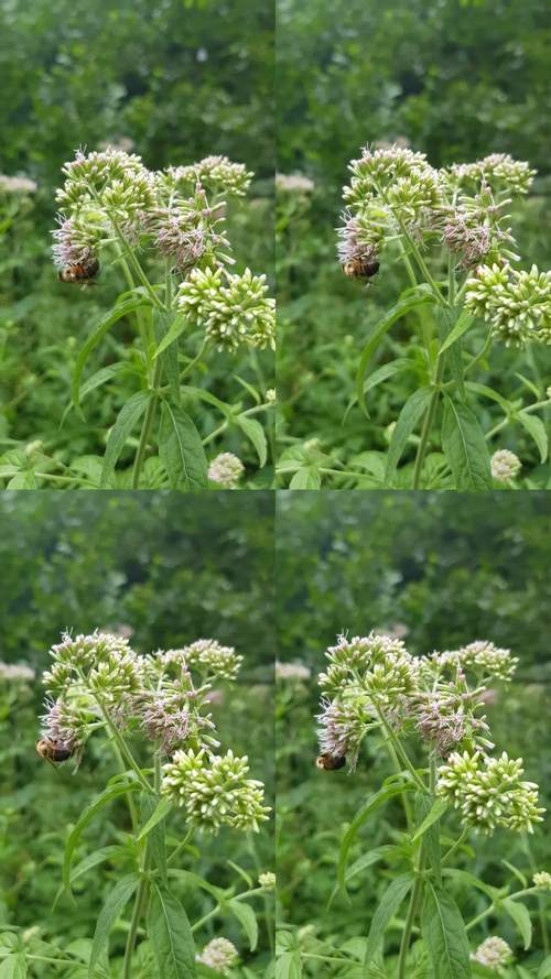 野花视频1.0.6安卓版