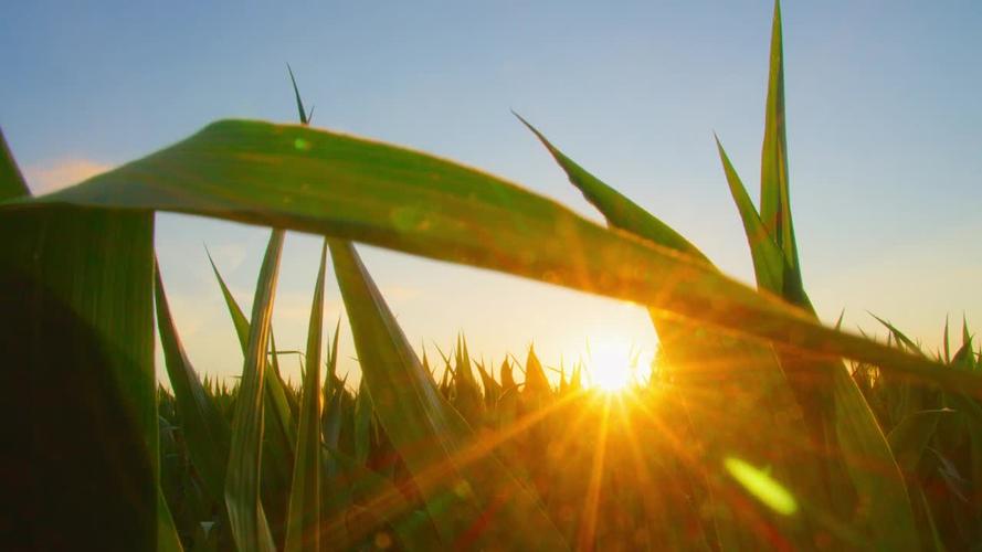 清晨视频免费观看