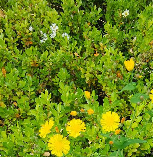 野花社区视频大全高清免费4