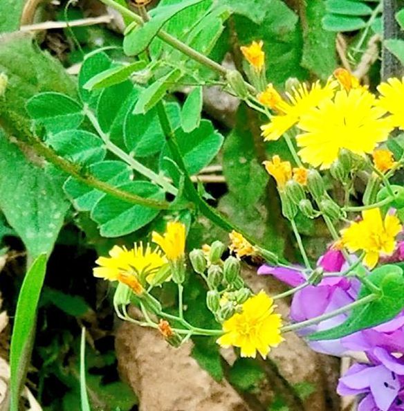 野花社区视频大全高清免费4