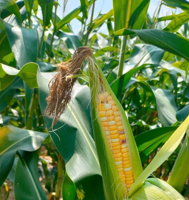 玉米视频在线观看