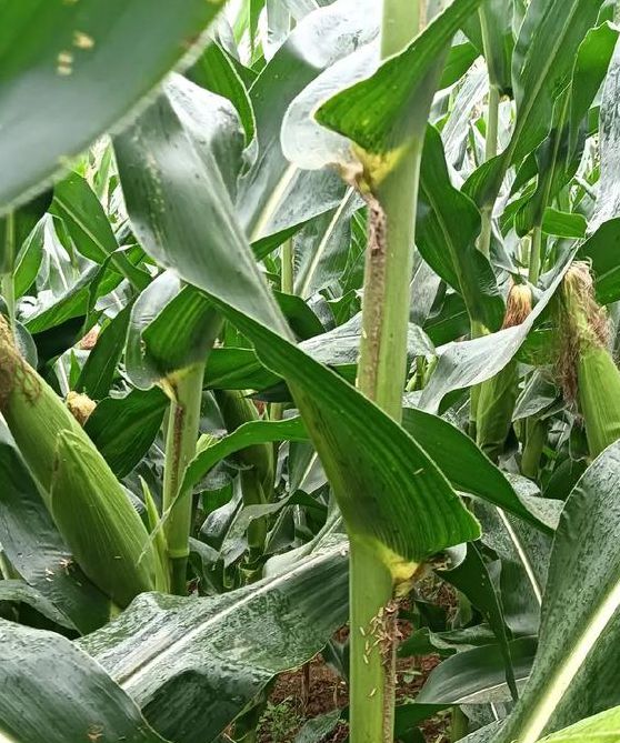 玉米视频在线观看