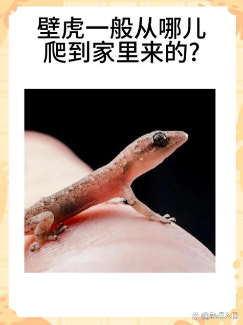 壁虎视频高清版