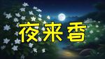 夜来香视频免费观看