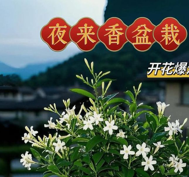 夜来香视频免费观看
