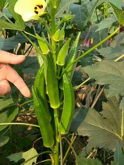 色多多草莓樱桃丝瓜绿巨人秋葵