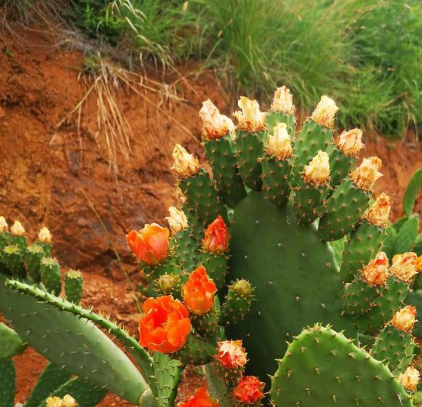 仙人掌最近视频