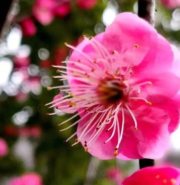 梅花直播app下载