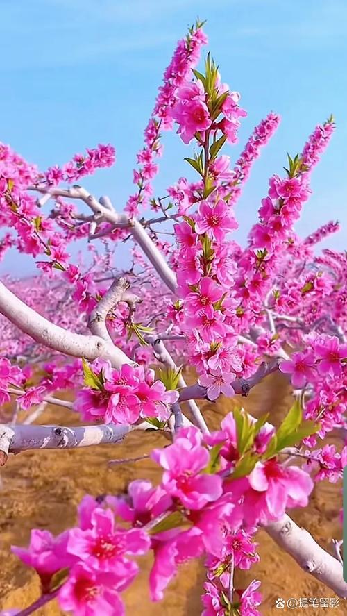 桃花视频完整版