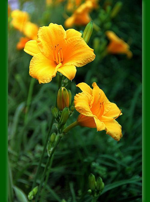 忘忧草最新版下载