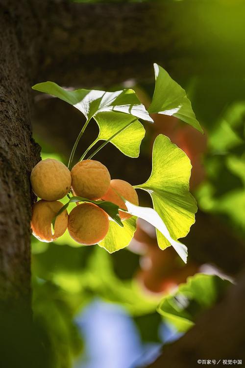 银杏短视频无限观看