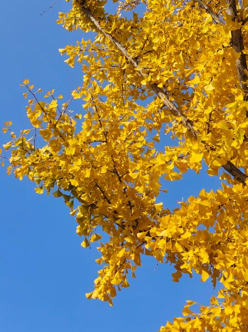 银杏短视频无限观看