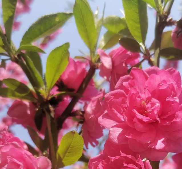 桃花社区高清版