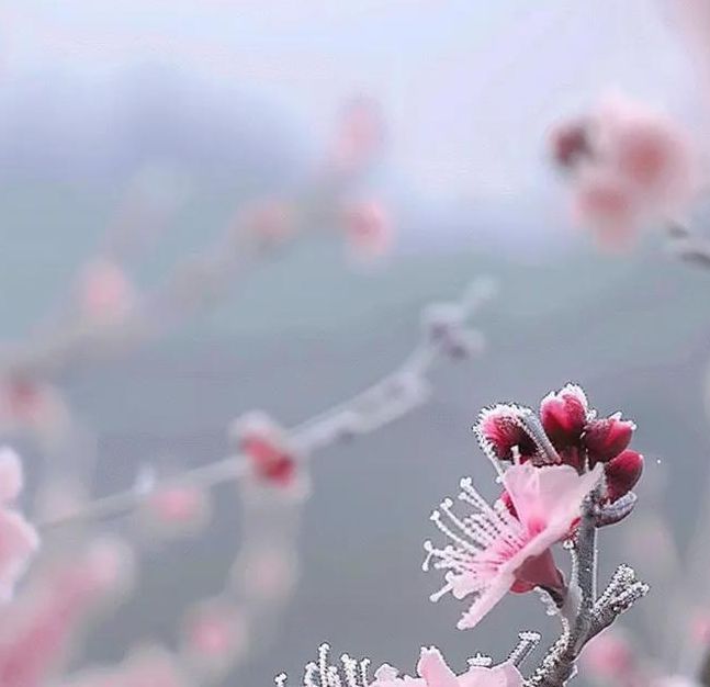 桃花社区高清版