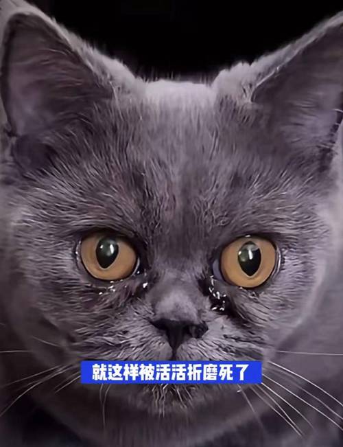 小奶猫直播