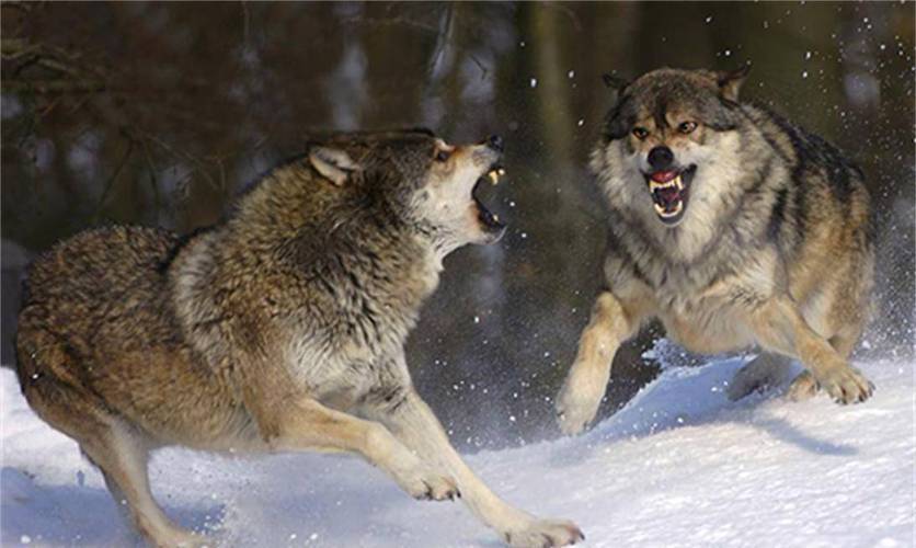 狼群免费观看视频影院