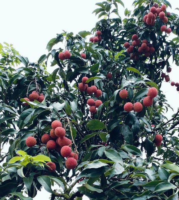 荔枝
