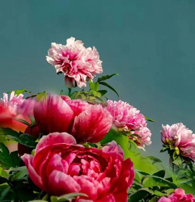 国色天香社区视频免费高清