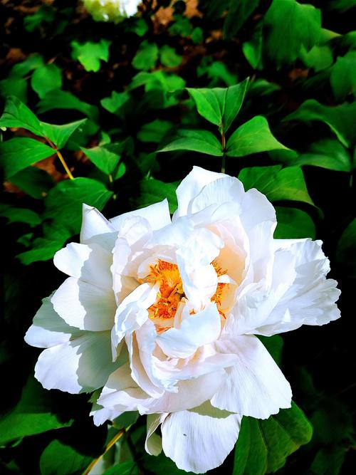 国色天香社区视频免费高清