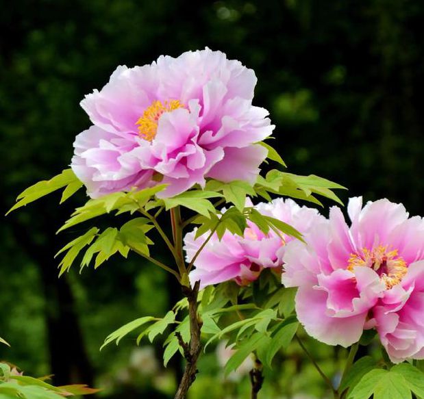 国色天香社区视频免费高清