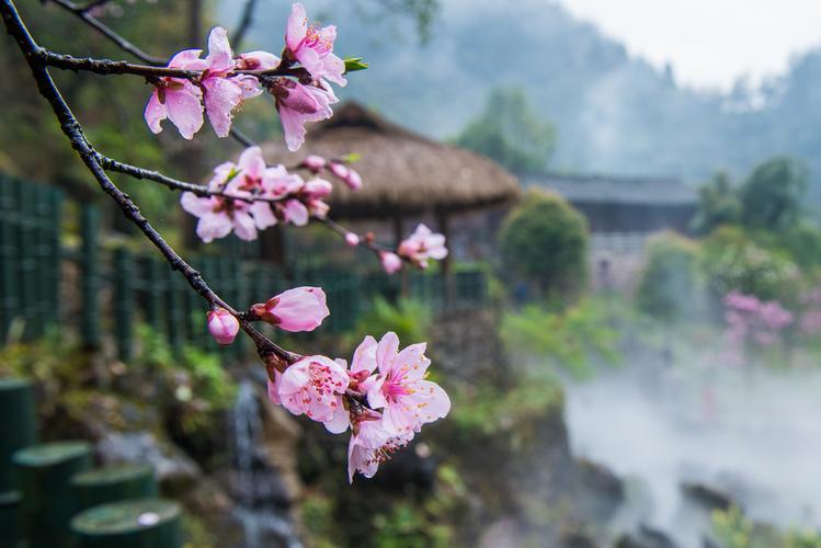 桃花源视频观看免费