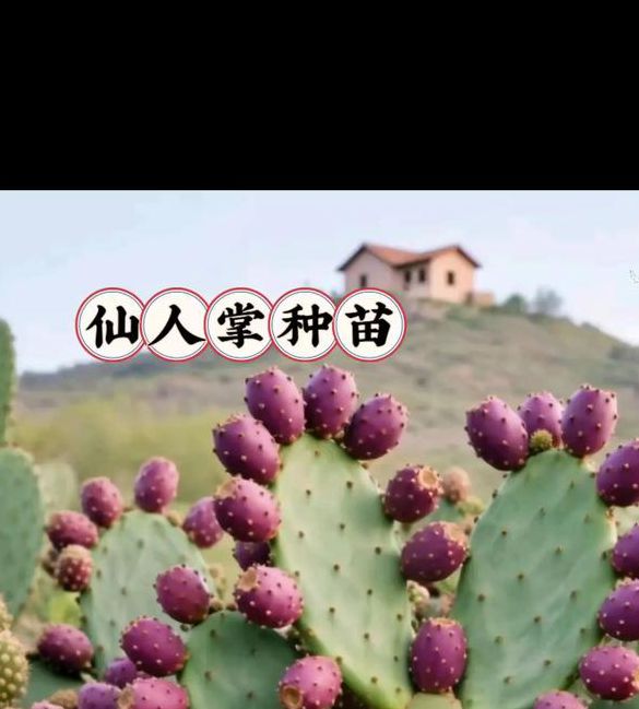 仙人掌app下载汅api免费下载人掌APP免费下载