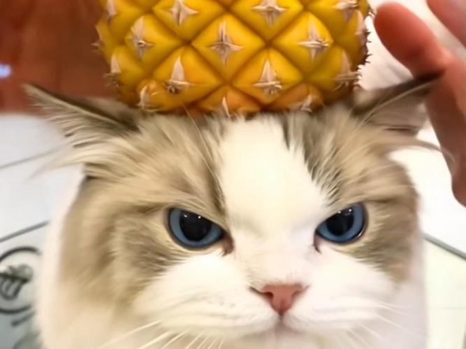 猫咪菠萝蜜草莓视频绿巨人