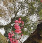 梅花视频1.0免费版