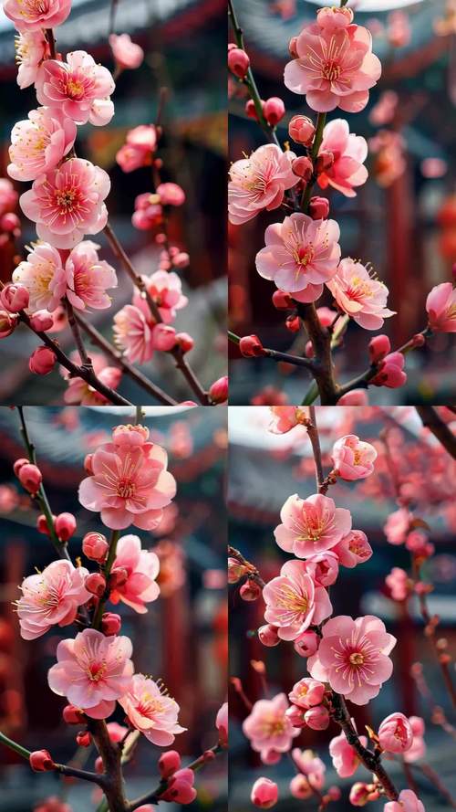 梅花视频1.0免费版