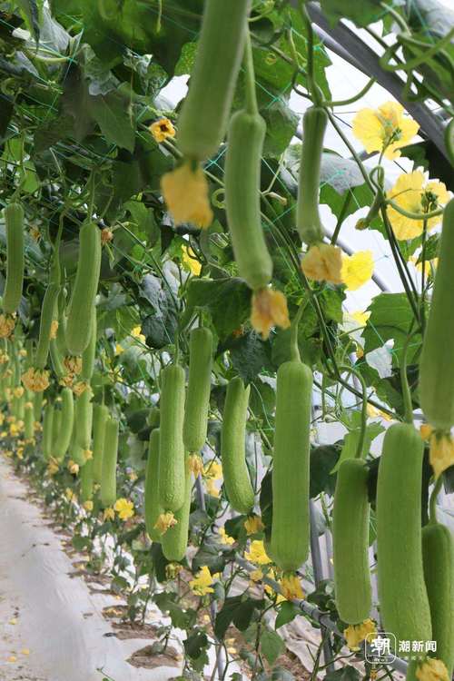 草莓秋葵菠萝蜜黄瓜丝瓜黄在线观看