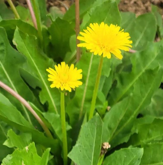 野花社区1.0.3免费版