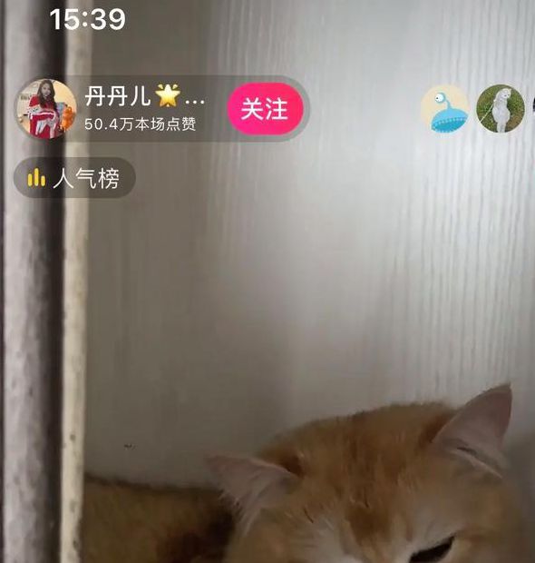 小懒猫直播