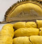 榴莲视频让你榴莲忘返