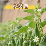 秋葵下载秋葵官方18岁