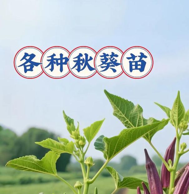 秋葵下载秋葵官方18岁