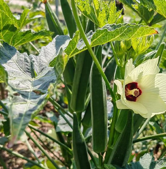 秋葵下载秋葵官方18岁