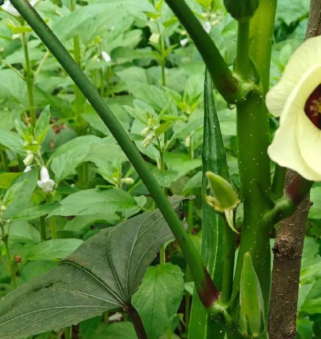 向日葵绿巨人秋葵下载安装